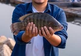En la recién inaugurada Universidad Nacional de las Comunas (UNACOM), se llevará a cabo el cultivo de 15 toneladas de pescado tilapia, también conocido como mojarra.